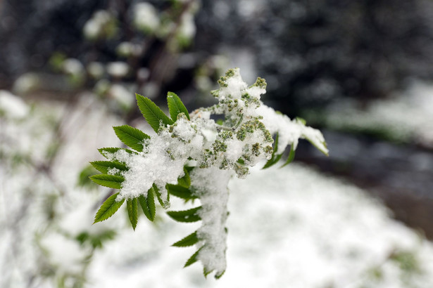 Śnieg w Zakopanem