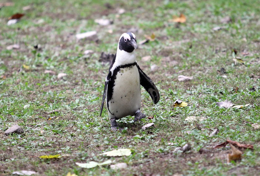 Warszawskie zoo zamieszkują afrykańskie pingwiny