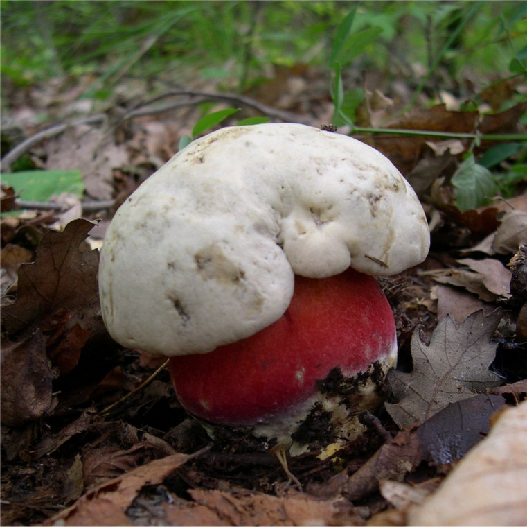 Krwistoborowik szatański zaliczany jest do grzybów trujących