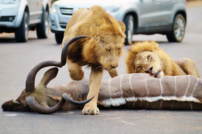 Lwy w parku narodowym Kruger