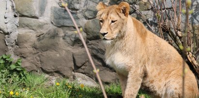 Ankę poznasz po cętkach. Nowa lwica w Śląskim Ogrodzie Zoologicznym.