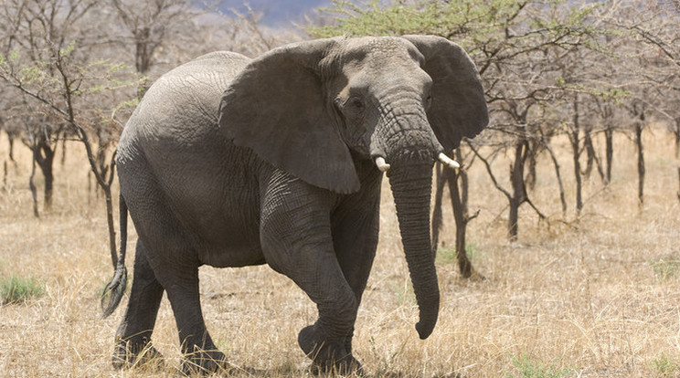 Elpusztult az egyik utolsó óriásagyarú afrikai elefánt Kenyában /Illusztráció: Northfoto