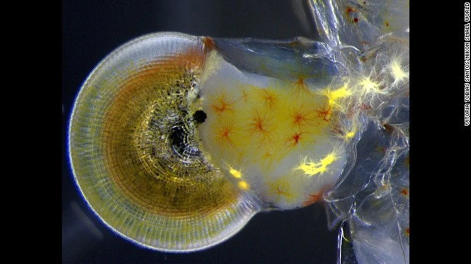 Vitorija Tobijas Santos - Macrobrachium (kozica), oko