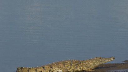 Horror: krokodilok faltak fel egy kislányt, csak a koponyája maradt belőle
