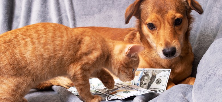 Start programu 500 plus na psa i kota. Kto i w jaki sposób może otrzymać wsparcie finansowe?