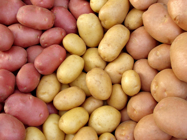 Różne rodzaje ziemniaków