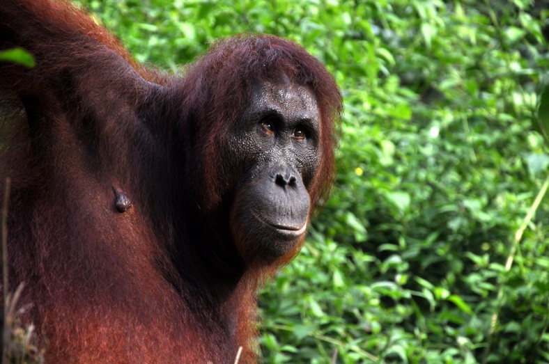 Orangutan z Borneo