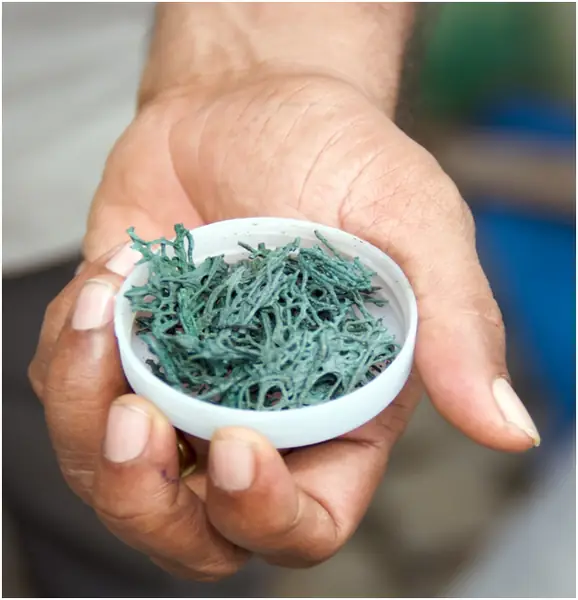 spirulina