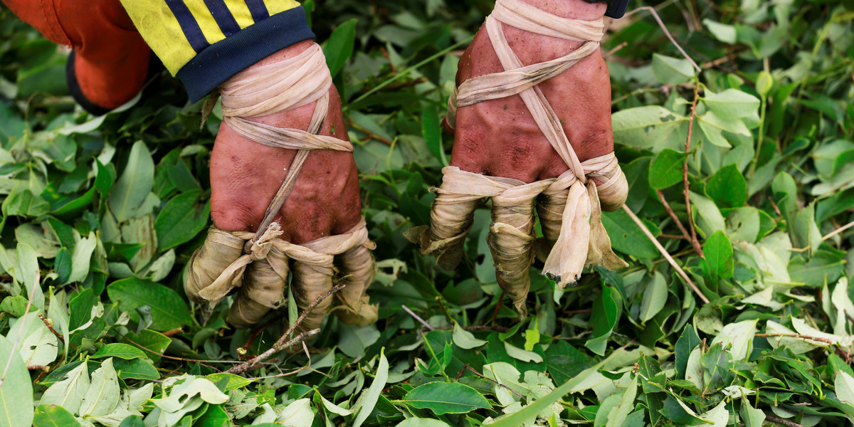 The wrapped fingers of a raspachin, a worker who collects coca leaves, are seen during the harvest of the leaves on a small coca farm in Guayabero, Guaviare province, Colombia.