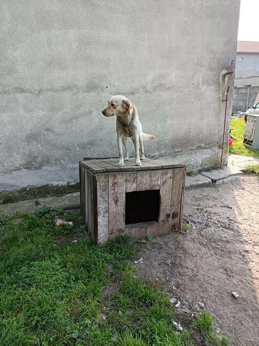 Można pomóc zwierzętom i wygrać dla nich zwierzakobus! 