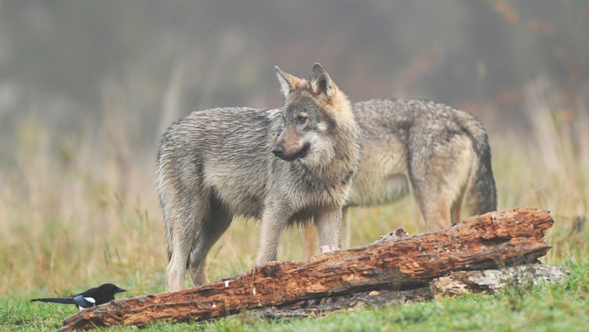 Wola Łagowska. Wilki zagryzły zwierzęta w gospodarstwie agroturystycznym 