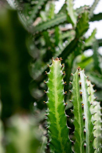 Wilczomlecz trójżebrowy (Euphorbia trigona)