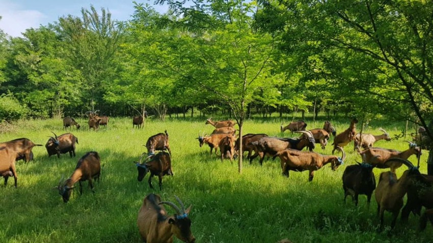 Cene kozjih proizvoda više su od kravljeg mleka i sira