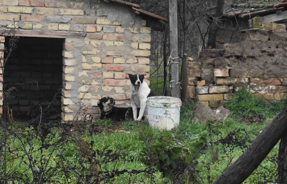 Psi pronađeni u nehigijenskim uslovima u Subotici