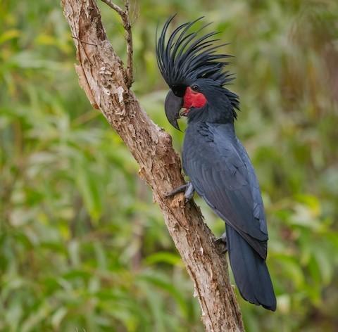 Palm cockatoo [birdfinding.com]