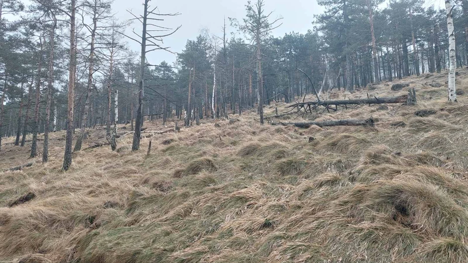 Šuma u delu Divčibara gde je predviđeno pošumljavanje ugrožena je sušenjem stabala i bila je zahvaćena požarom