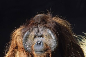 Orangutan