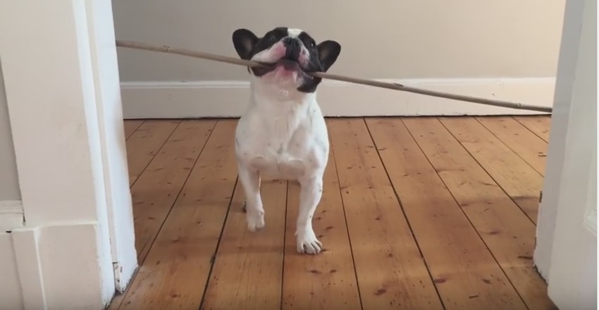 Angus, pas koji ne odustaje