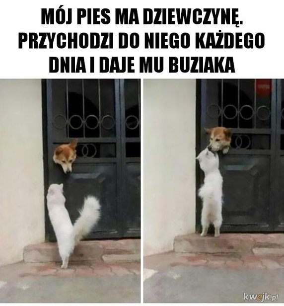 Najśmieszniejsze memy ze zwierzętami w roli głównej