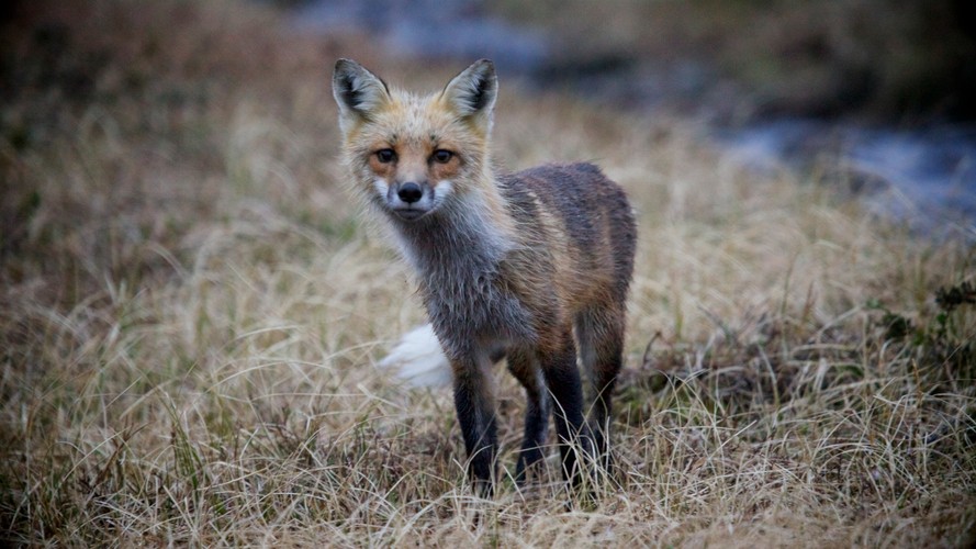 'Dzika Ameryka'. Zdjęcia z nowego serialu Discovery Channel