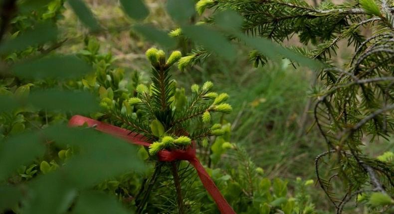 One thousand Norwegian spruces, decorated with a red ribbon and planted in an Oslo forest clearing, will provide the paper -- in 2114 -- for the Future Library