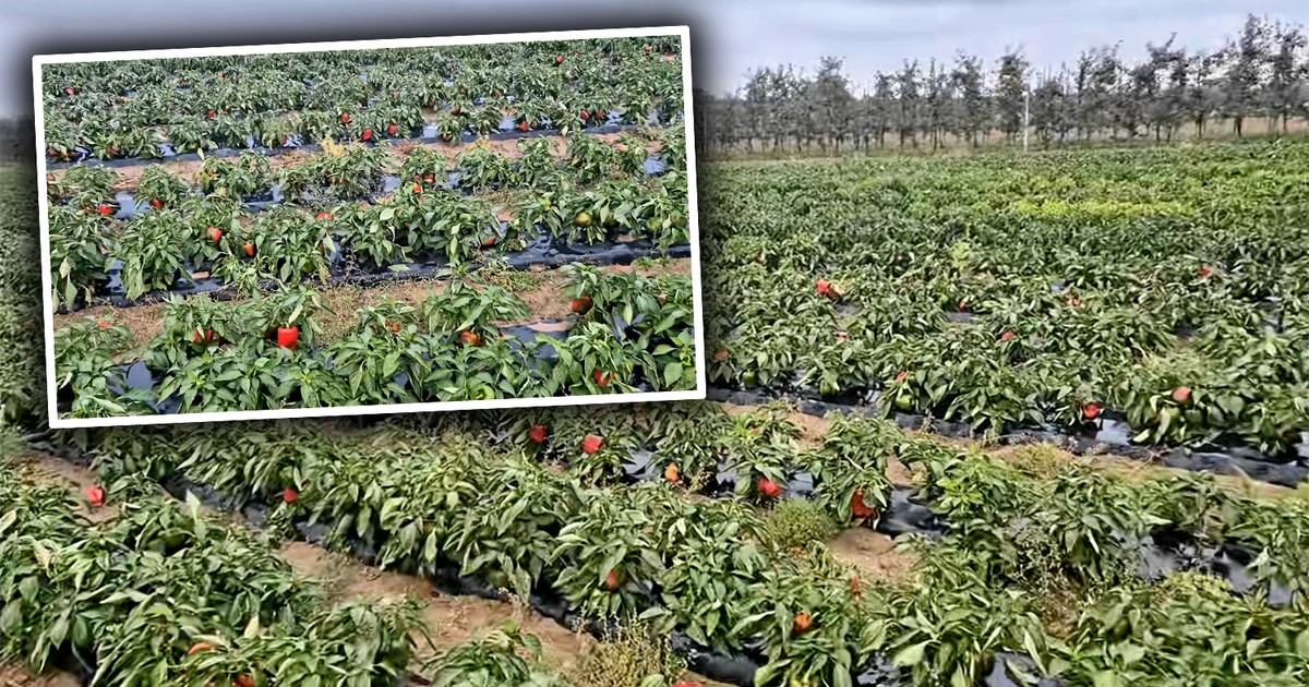 Pan Maciej zaprosił ludzi na pole papryki. Nie spodziewał się takiego odzewu