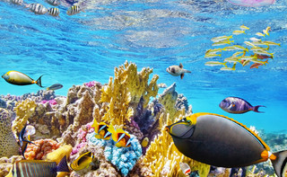 Drukarki 3D pomogą w ratowaniu raf koralowych