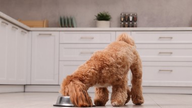 gdzie wyrzucać puszkę po karmie dla psa lub kota? wiele osób popełnia