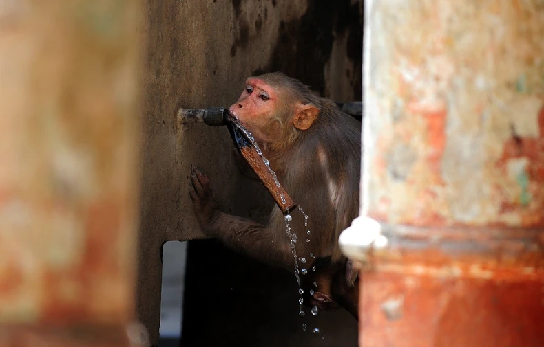 Nova spekulacija Kine - borba majmuna za vodu povećala šanse za interakciju s ljudima i prenos virusa 