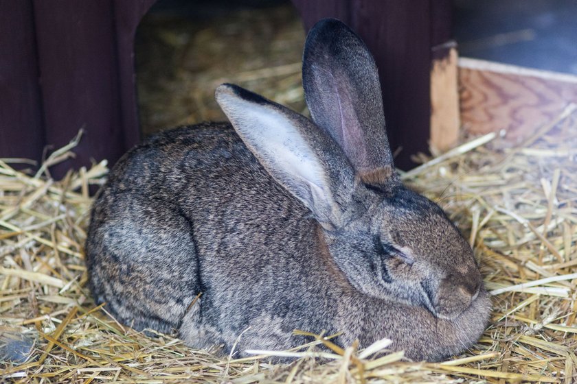 Nowi mieszkańcy zoo polubili swój dom