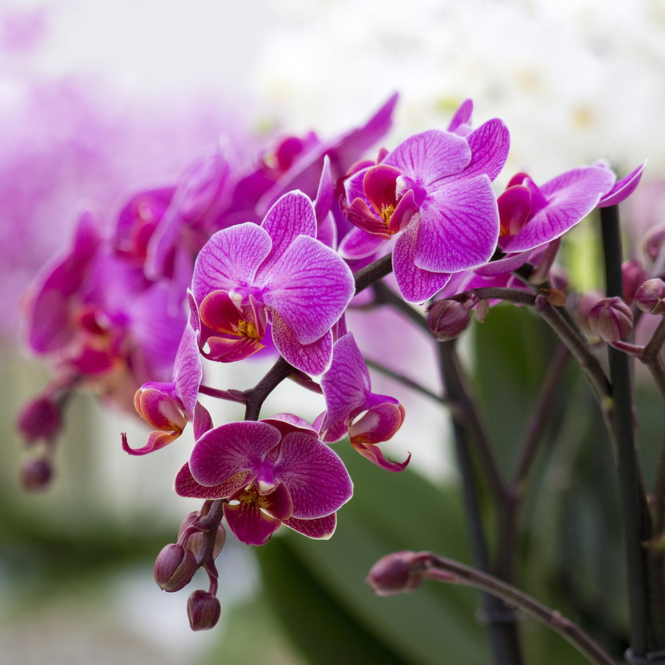 5. Kwiaty do sypialni: Storczyk (Orchidea)