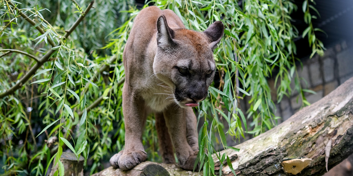 Puma Nubia zostanie w zoo w Chorzowie. Sąd zdecydował