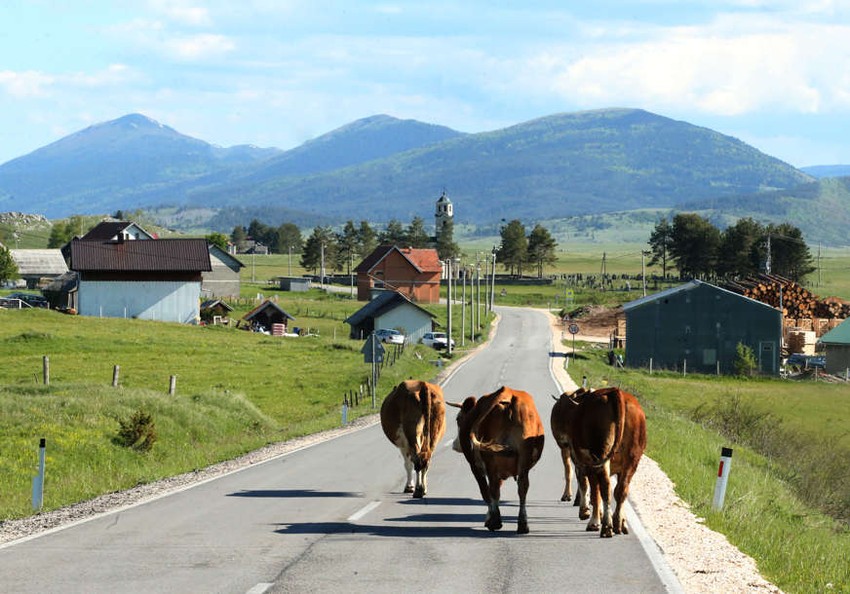 Kravama stres već preko 30 stepeni