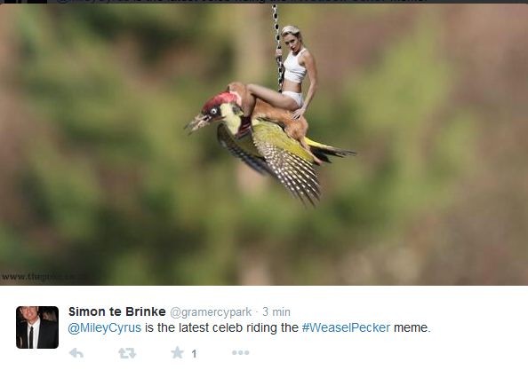 łasica na dzięciole / mem