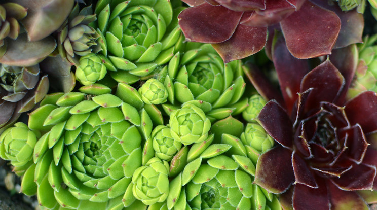 Nem csupán szép a kertben, nagyon hasznos is a kövirózsa /Fotó: Shutterstock