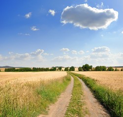 Sprzedaż polskiej ziemi zamrożona przez 5 lat. Ceny gruntów będą spadać