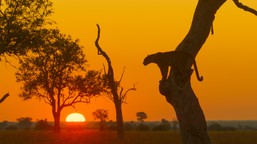 królestwo zwierząt kingdom serial przyrodniczy kiedy gdzie oglądać