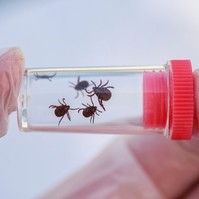 Nem várt hatás: elpusztította a rákos sejteket a kullancsok nyála
