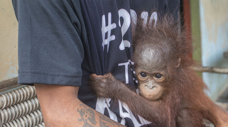 A világon mindössze csak egyetlen albínó orangután létezik. /Fotó:NorthFoto