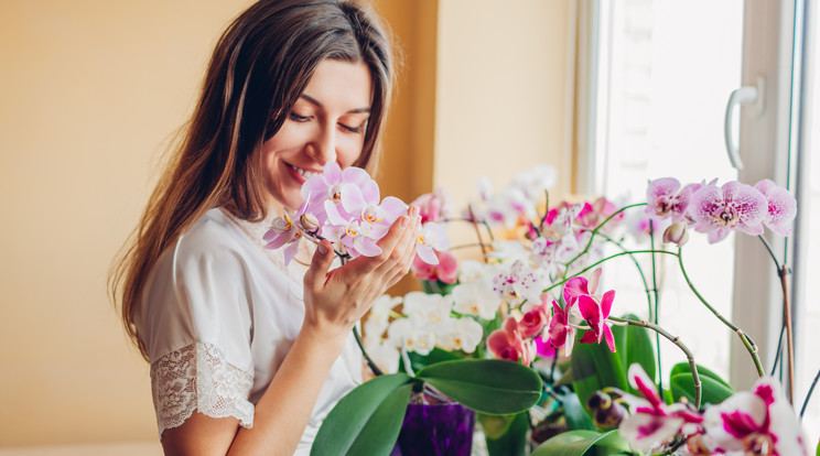 A virágzó orchidea szerencsét hoz az otthonunkba / Fotó: Shutterstock