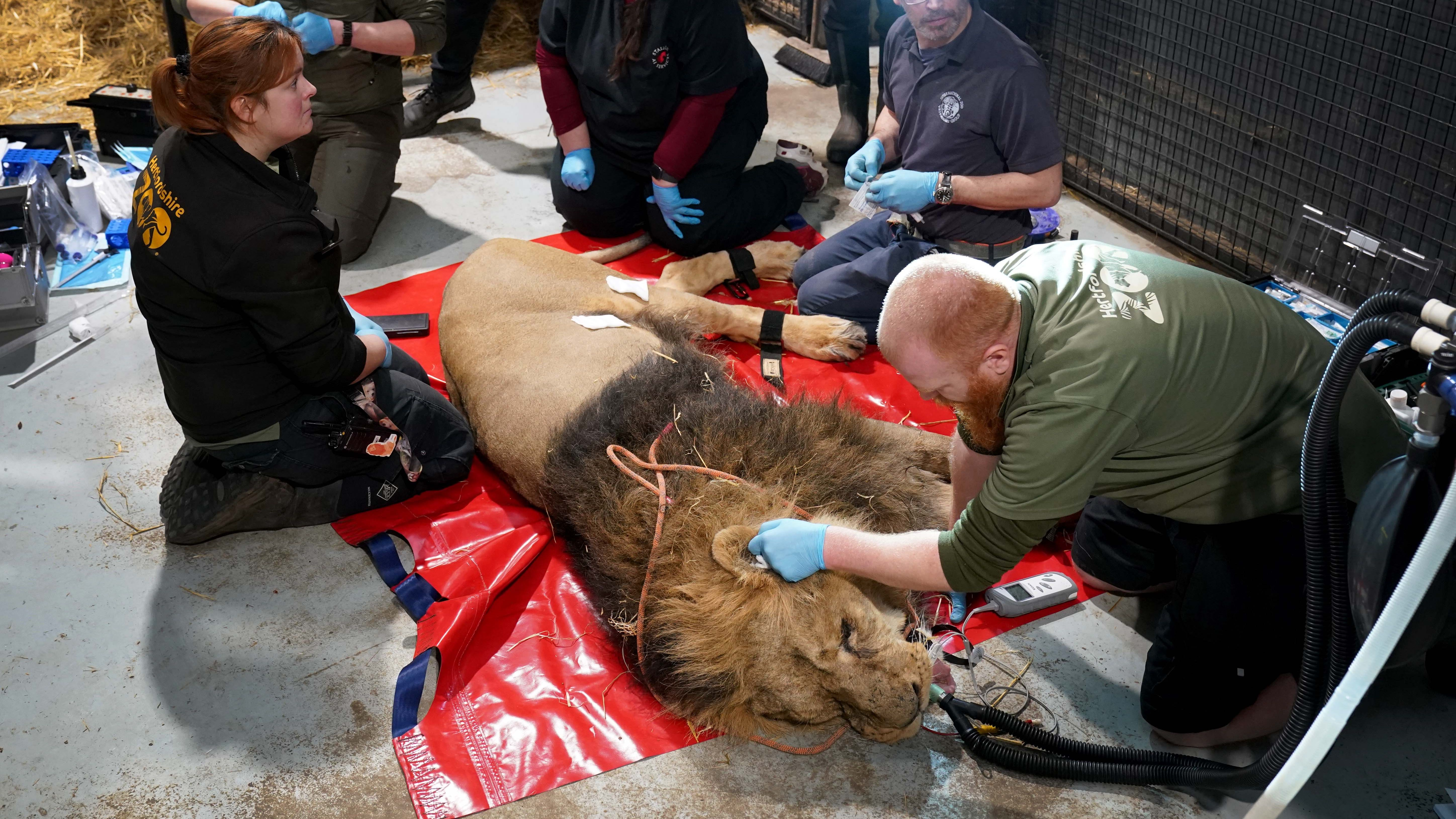 Only 700 left in wild: Lion undergoes critical fertility scan at UK zoo