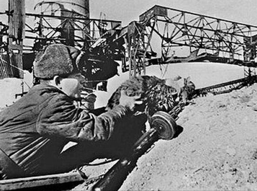 Murka, mačka iz Staljingrada