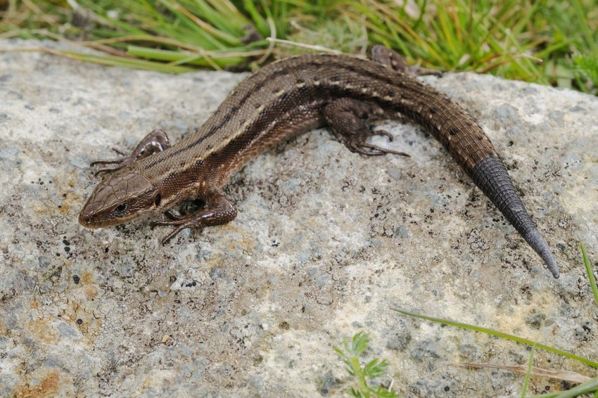 Gušteri imaju moćž regeneracije