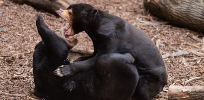 Somnang i Batu czyli lovestory w zoo w Łodzi. Tak się rodzi miłość niedźwiedzi malajskich w Orientarium