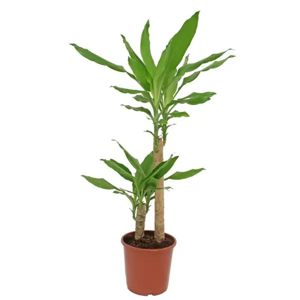 DRACENA WONNA