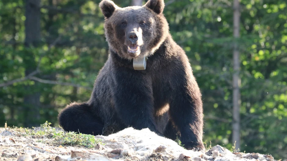 Medved težak 140 kilograma bio je miran kao jagnje