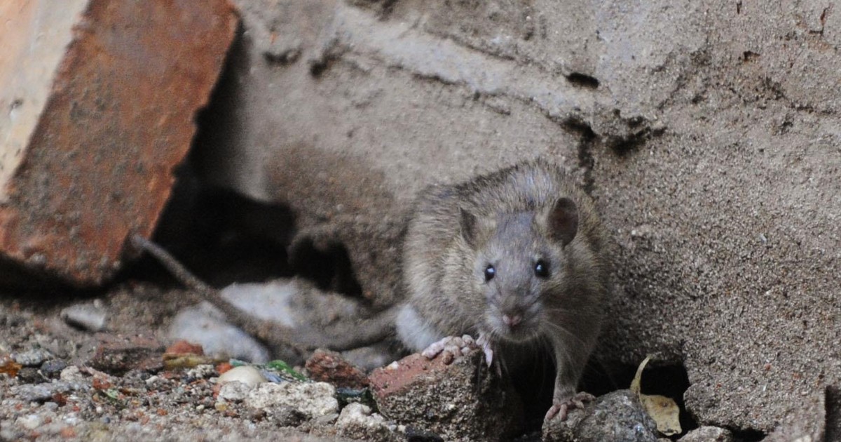 Ulica szczurów. Milion gryzoni zalało polskie miasto