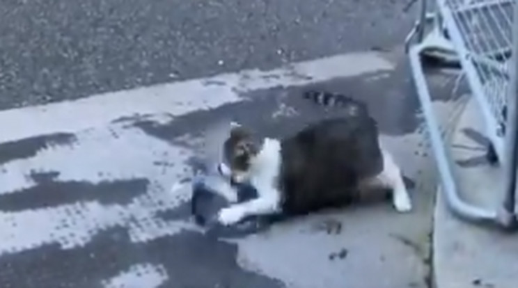 Boris Johnson macskája majdnem kivégzett egy galambot a kamerák előtt -  Blikk