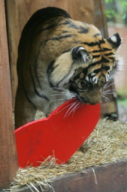 BRITAIN-ANIMALS-TIGERS-VALENTINES