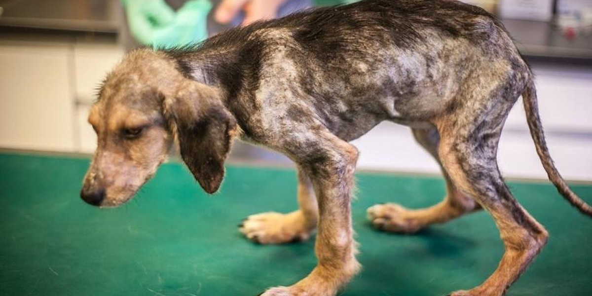 Weterynarze przejechali ponad 2 tys. km, aby uratować tego psa